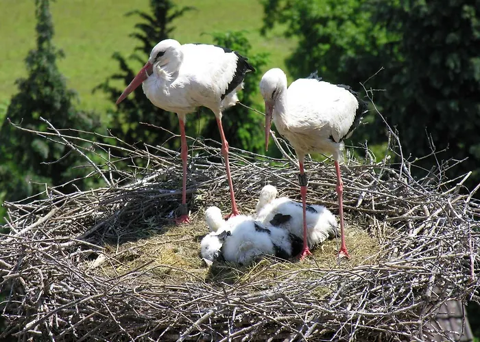 Storchenblick Lägenhet Herbolzheim
